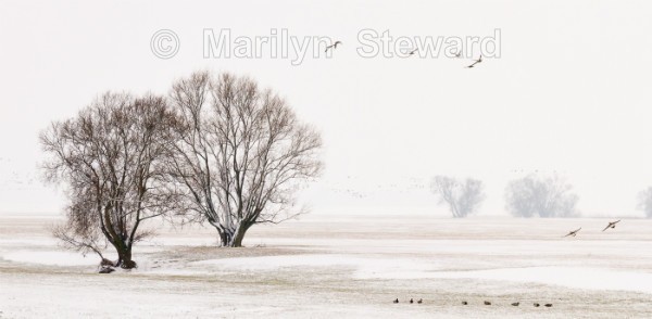 Ducks and Trees - Exhibition acceptances