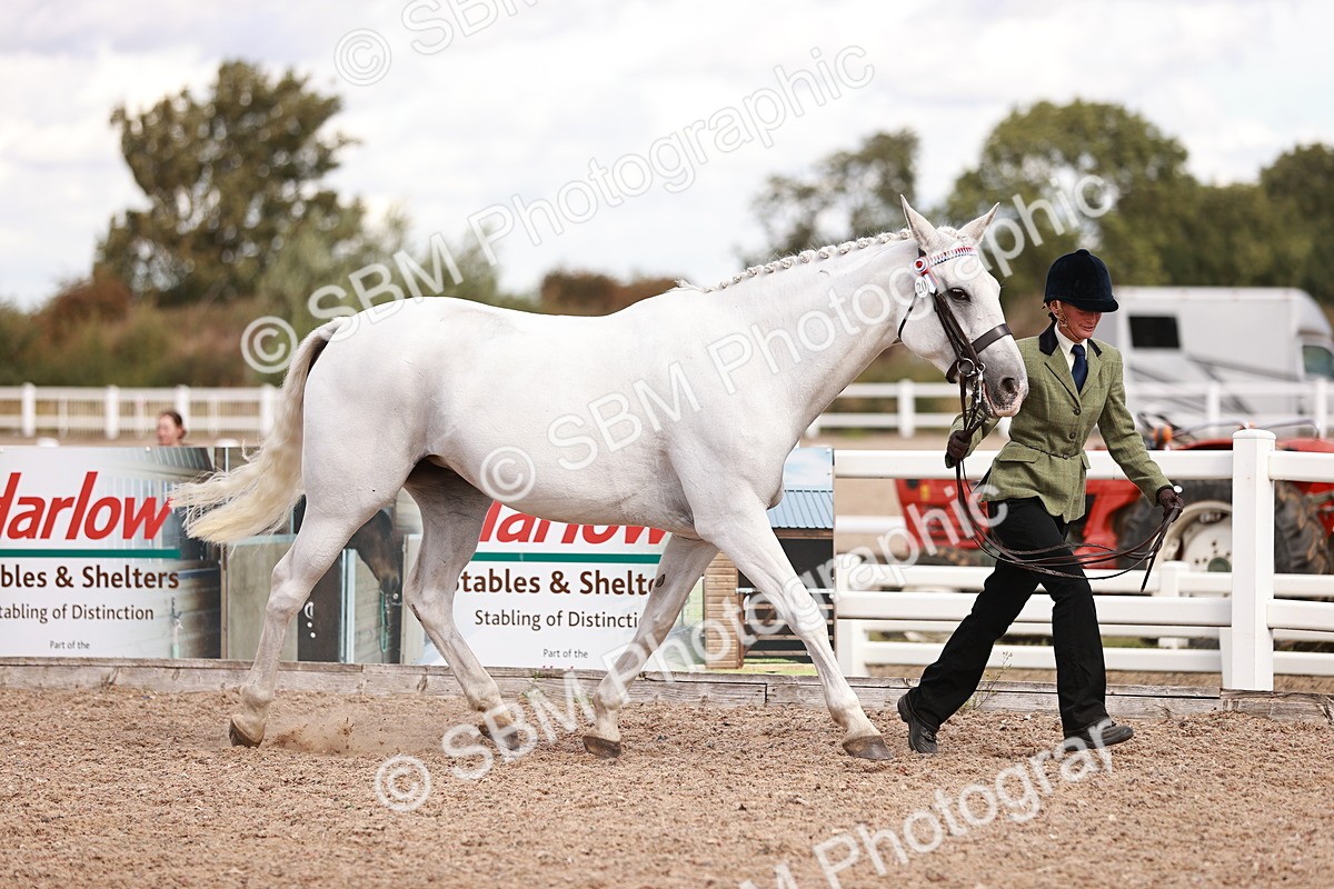 SBM_14176 - Class 407 - IH Hack Riding Horse