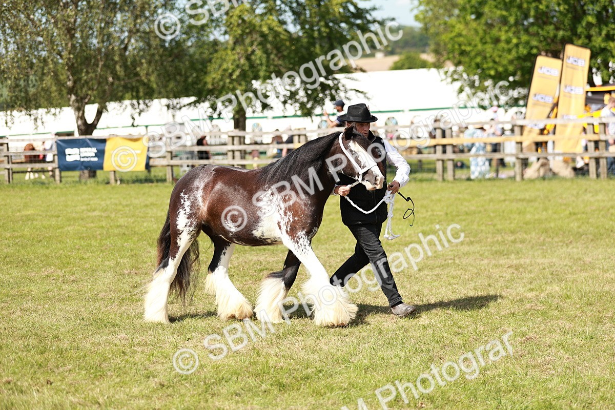 SBM_08610 - Class 63-65 - Traditional Gypsy Cobs In Hand & Ridden