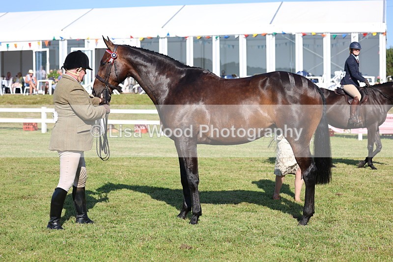 3E7A5632 - Class 2: Rising Star Large Hack/Riding Horse
