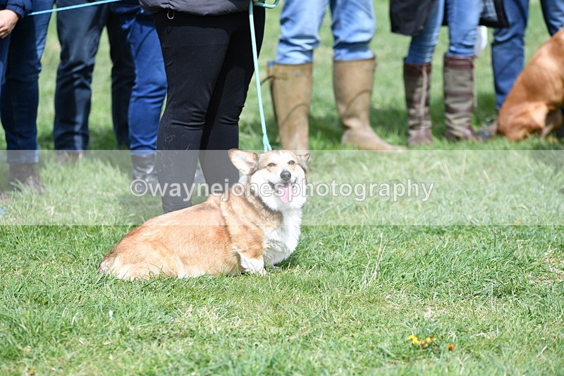 WJ5_9709 - Class 3 Most Handsome Dog