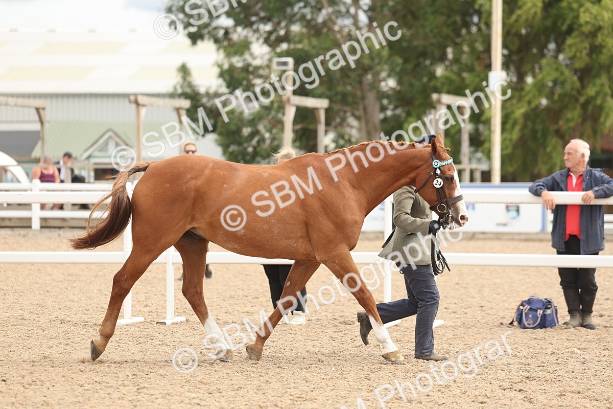 SBM_16965 - Class 312 - IH Competition Horse-Pony