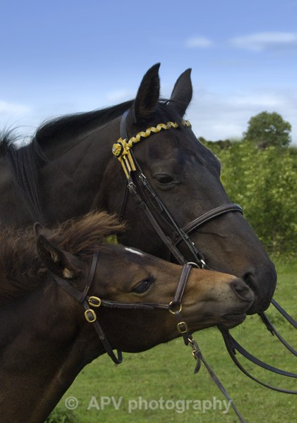  - Horses'n'Ponies
