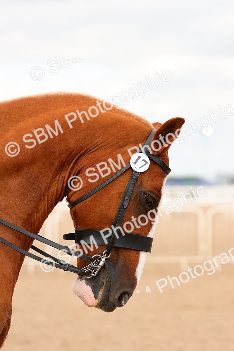 SBM_15537 - Class 214 - Ridden Show Cob