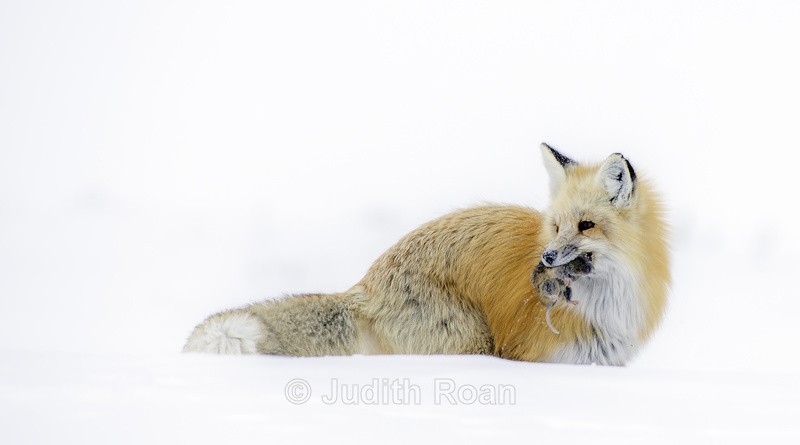 Red Fox with Vole - Yellowstone