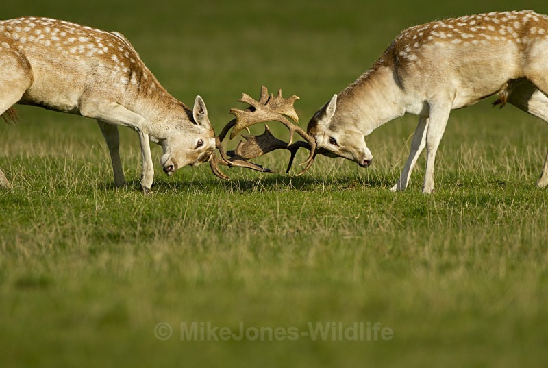 FALLOW DEER RUT ref fdr 20 - DEER RUT FOR RED AND FALLOW DEER
