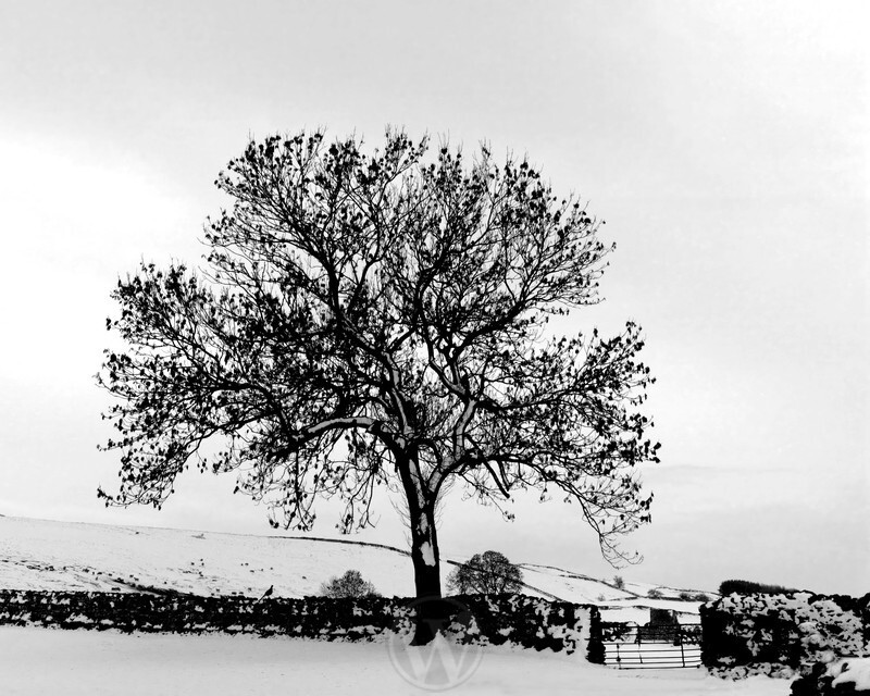 Wensleydale Yorkshire Dales England - Monochrome