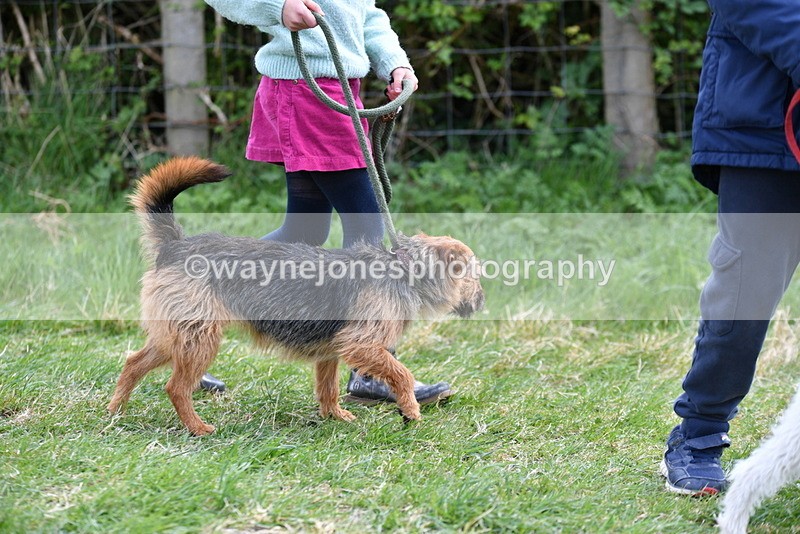 WJ5_0253 - Class 7 Best Terrier