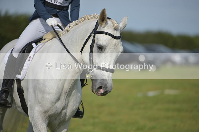 RAY_7677 - Class 2B: Trekenning Open: Dressage