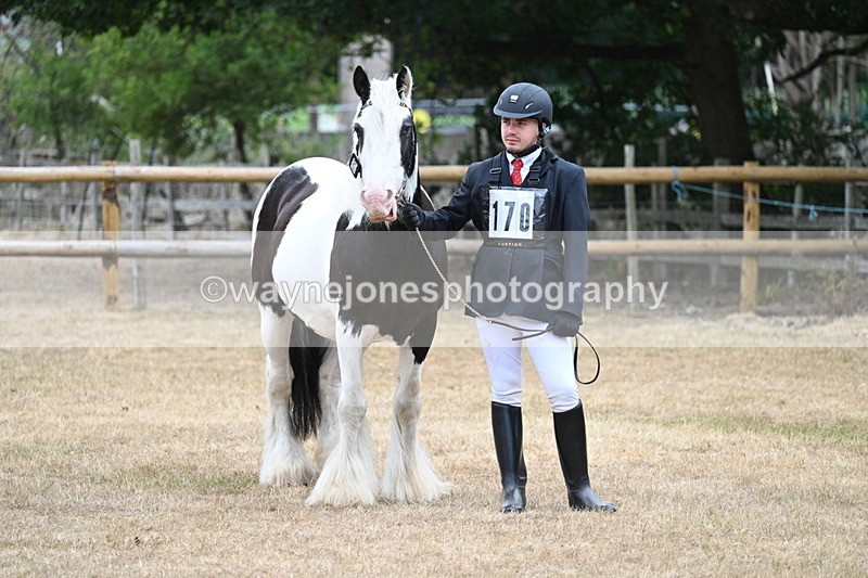 WJ7_9566 - Class 5 Most Handsome Gelding (up to 14.2hh)
