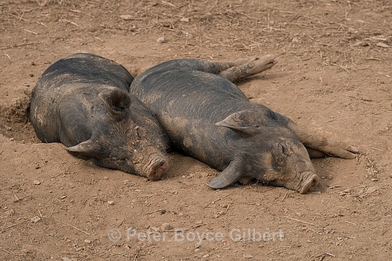 Pigs2 - Flora & Fauna