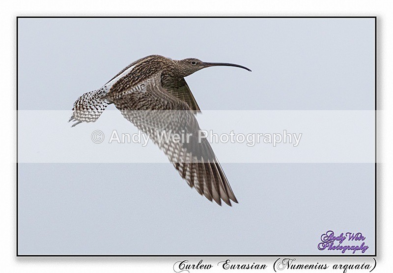 190615-R-8E0A7661-Edit - Curlew