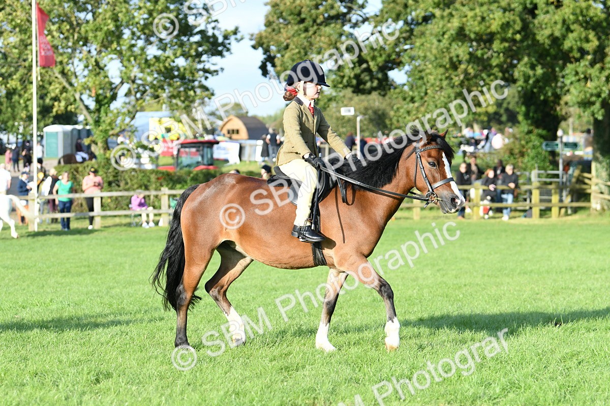 SBM_54031 - S23 - 1st Ridden Mountain & Moorland Pony