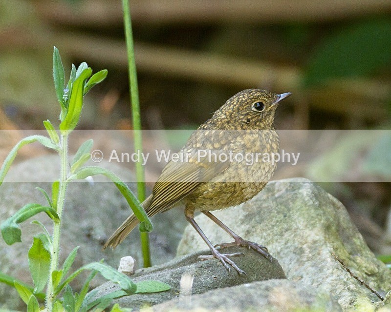 20110703-_MG_6229 - Robin