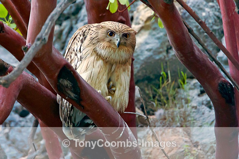 Brown Fish Owl - Turkey