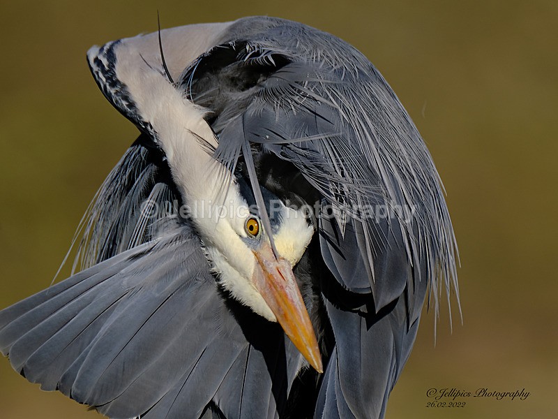  - Wildlife and Nature