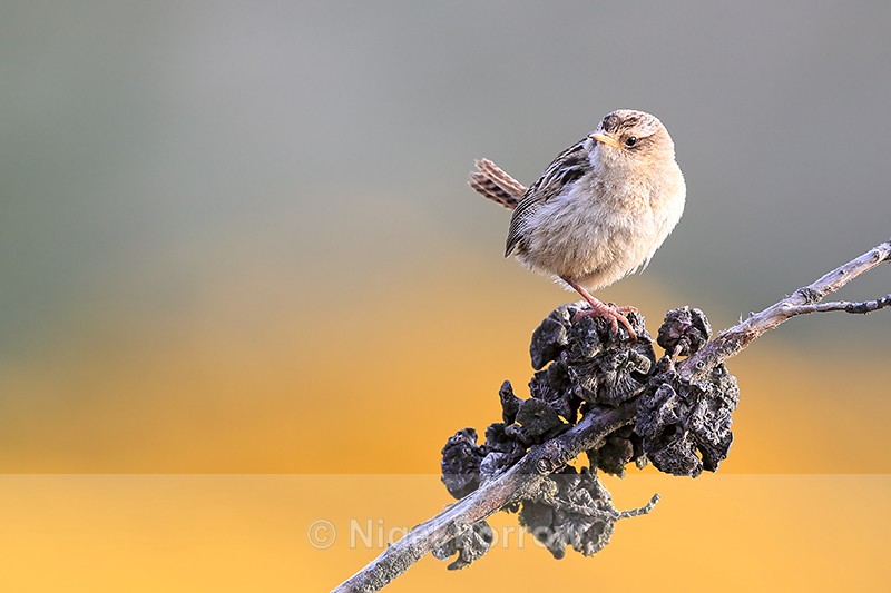 Falkland Grass Wren early morning, Carcass Island, Falklands - Falkland Grass Wren