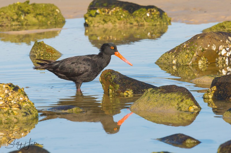 Sooty Oyster Catcher 13