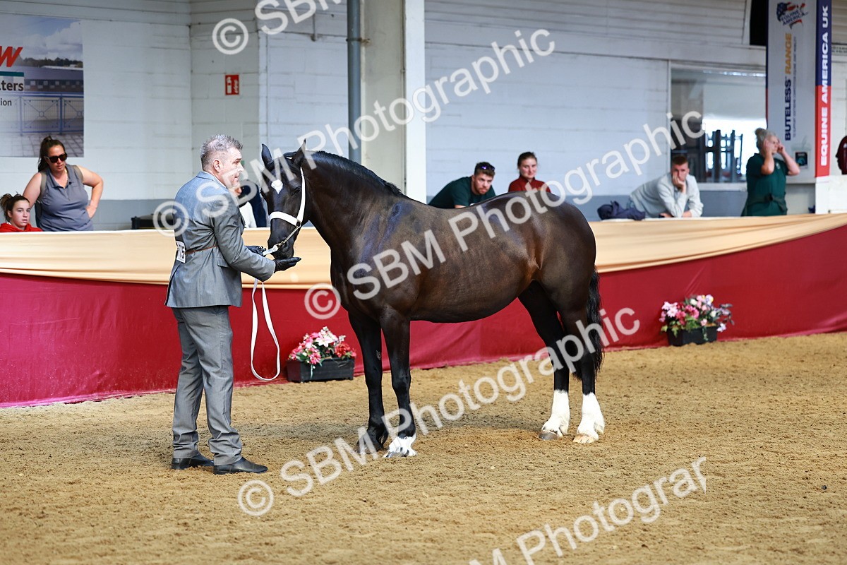 SBM_23108 - Class 903 - Supreme Final - IH Pre Vet