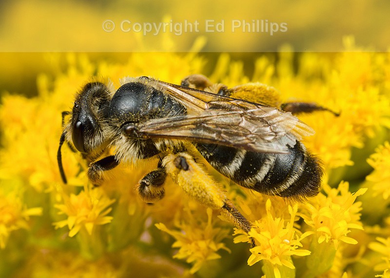 Halictus rubicundus (f)