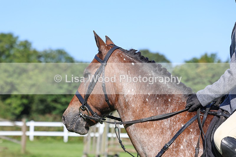 3E7A7783 - Class 2: Open Working Hunter pony