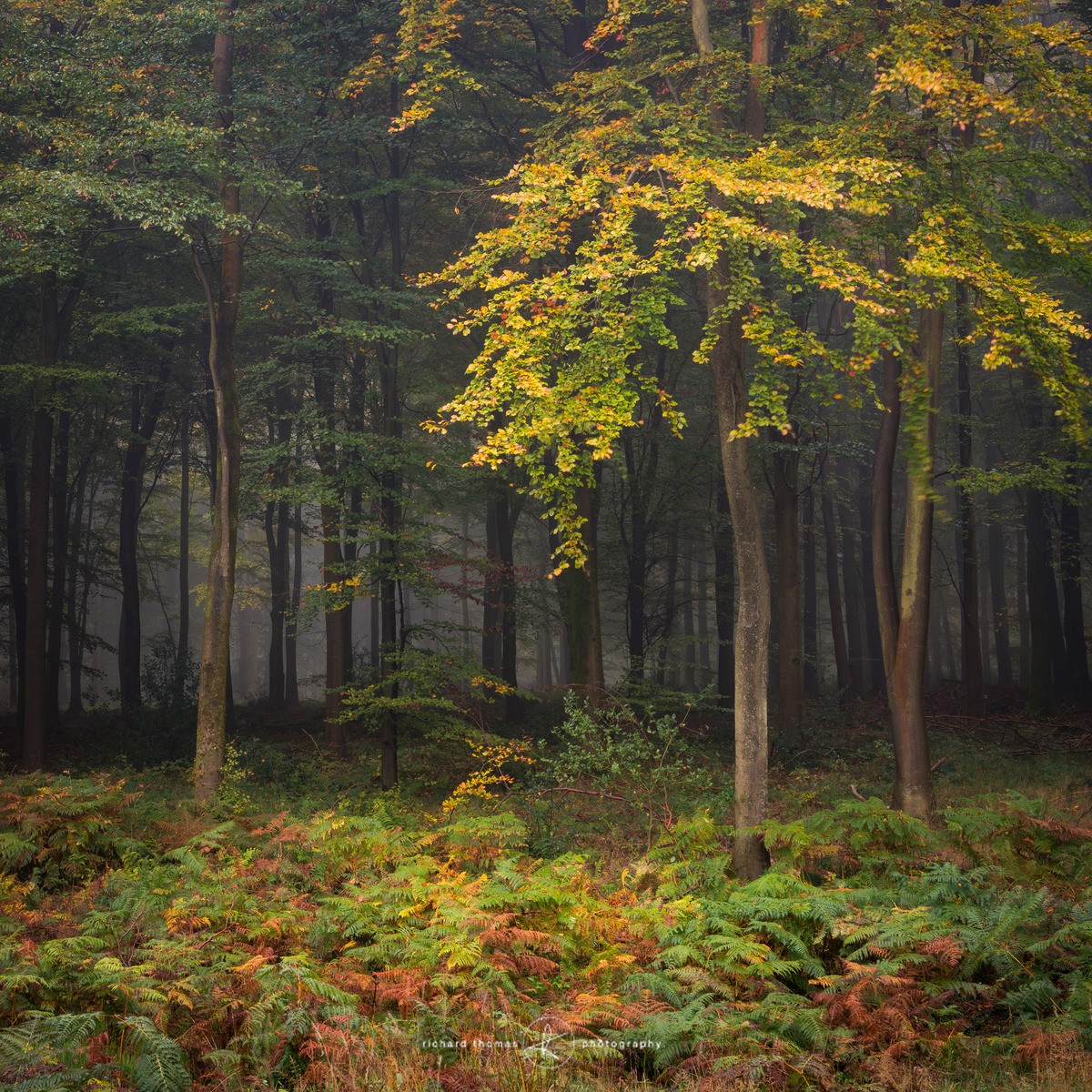 Autumn fringe - Woodland