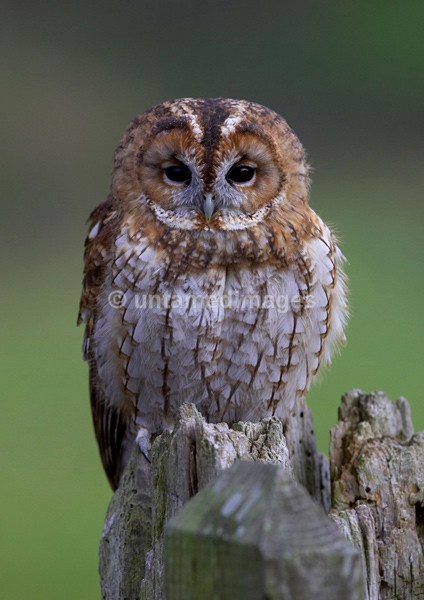 Tawny owl 2 - United Kingdom