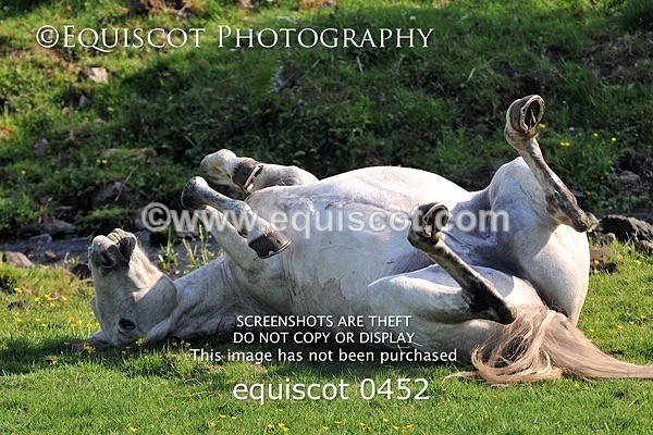  equiscot 0452 - ARCHIVE REQUEST - Quincy and Guinness