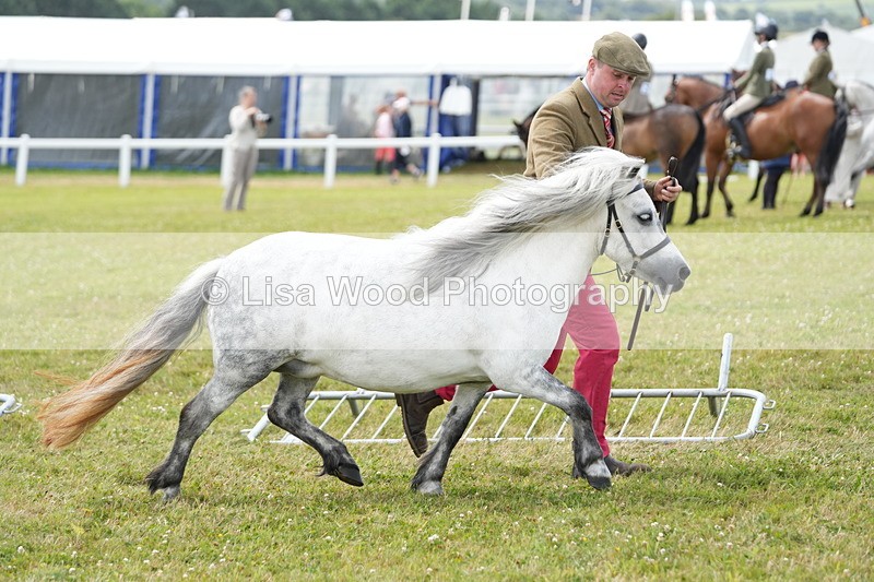 DSC05934 - NPS M&M In Hand Championship