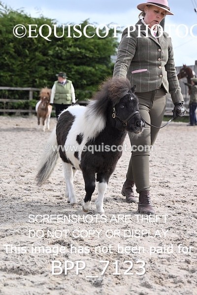 BPP_7123 - RING 1  (RIDDEN HORSES / IN HAND / VETERAN ETC)