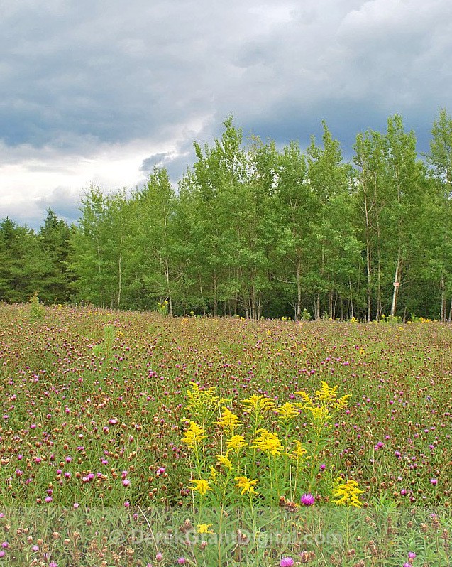 WildFlowers - Flora