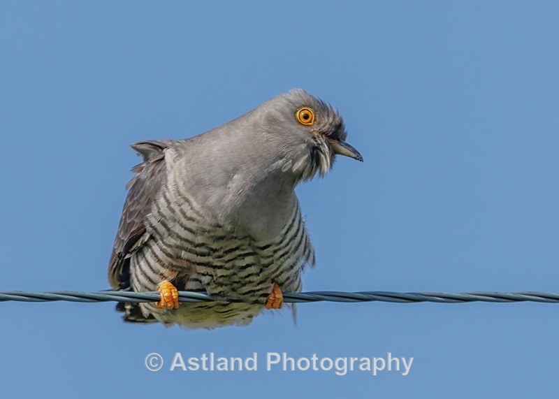 Cuckoo - Latest Images