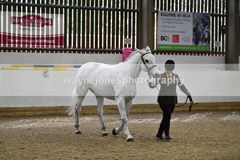 WJ5_4581 - Class 3 Part Bred In hand