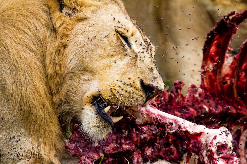 Lion and Jackels with carcass in Etosha National Park Namibia