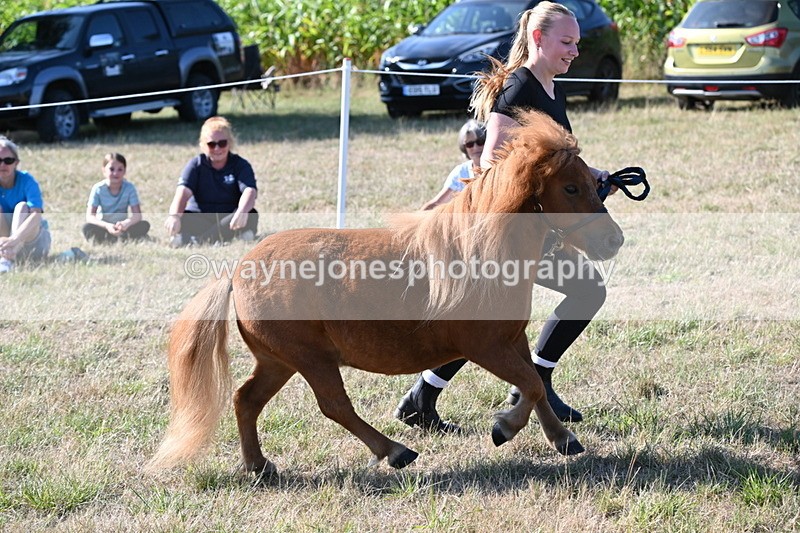 WJ6_7289 - Class 33 Rescue Pony
