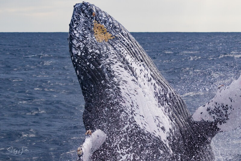 Breach close-up. 0A3A9227 - Humpback Whales