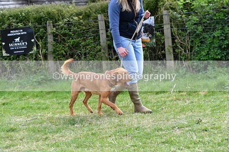 WJ5_9561 - Class 3 Most Handsome Dog