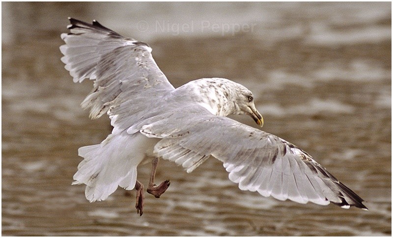 September 14th 2006 - Leggy the Herring Gull