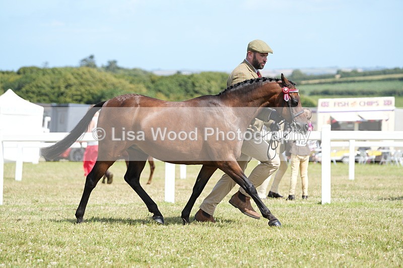 DSC07364 - Class 69: NPS Show Pony 4 years and over