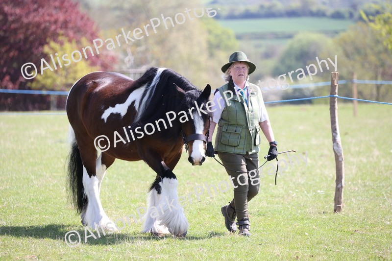 20250427-2956 - Class 27 - Coloured Horse and Pony