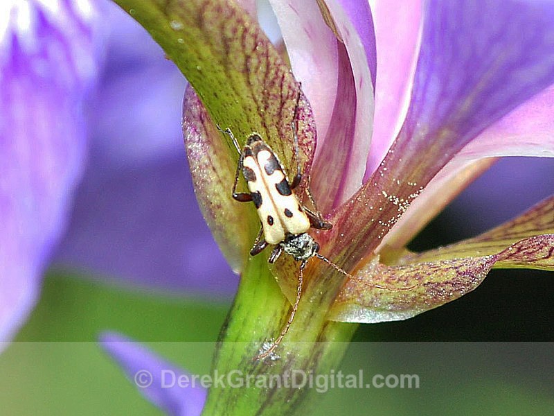 Flower Longhorn Beetle Evodinus monticola - Bees, Beetles, Bugs