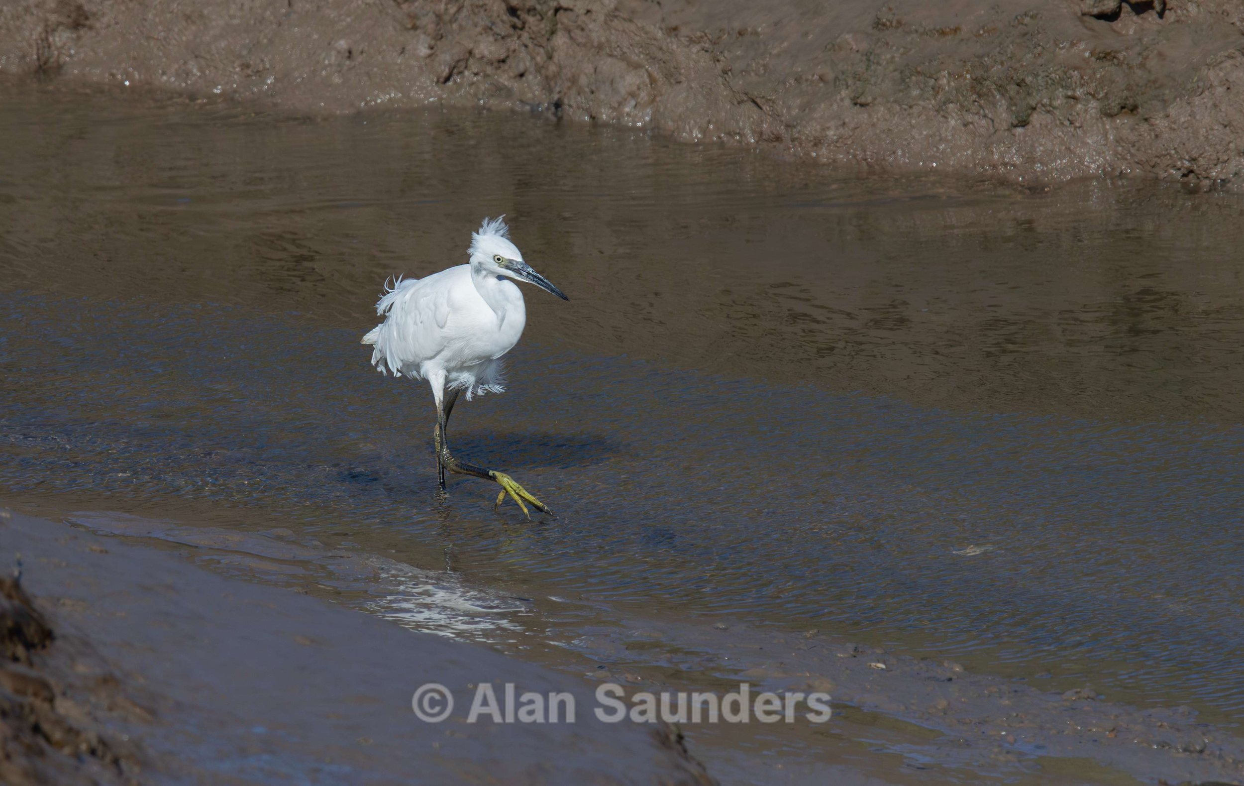 Little Egret 5
