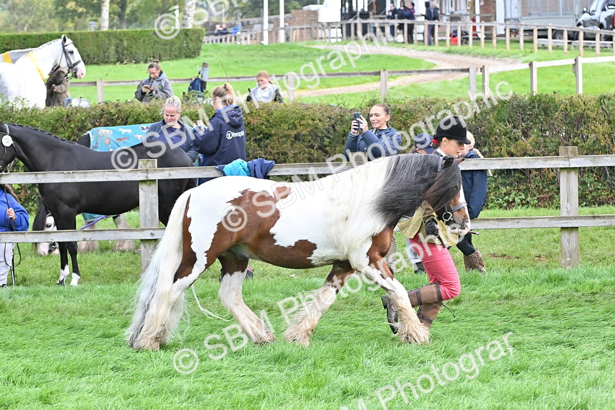 SBM_56917 - S45 - Coloured Pony In Hand