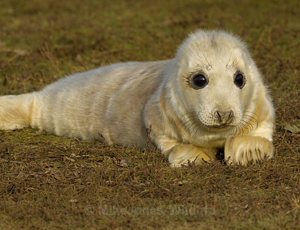 Grey Seal pup 5-7 hours old - GREY SEALS & PUPS GALLERY