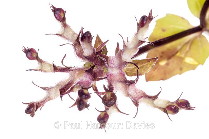 Fedia (Fedia cornucopiae) fruits - a member of the Valerian fami - Plants - WB