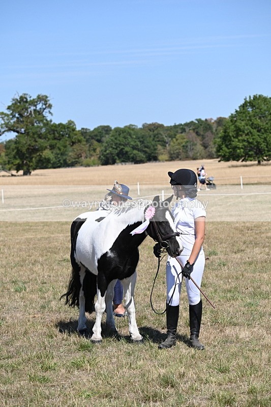 WJ6_8717 - Class 37b Best Loan Pony In-hand