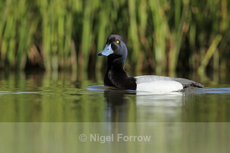 Scaup (drake), Lake Myvatn, Iceland - Scaup