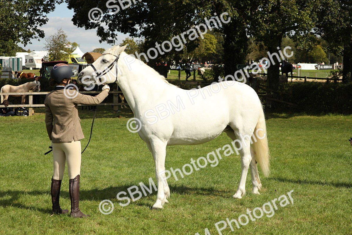 SBM_65487 - S47 - Mountain & Moorland In Hand Large Breeds