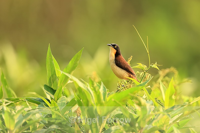 Black-capped Donacobius, Corixo Negro, Mato Grosso, Brazil - Black-capped Donacobius