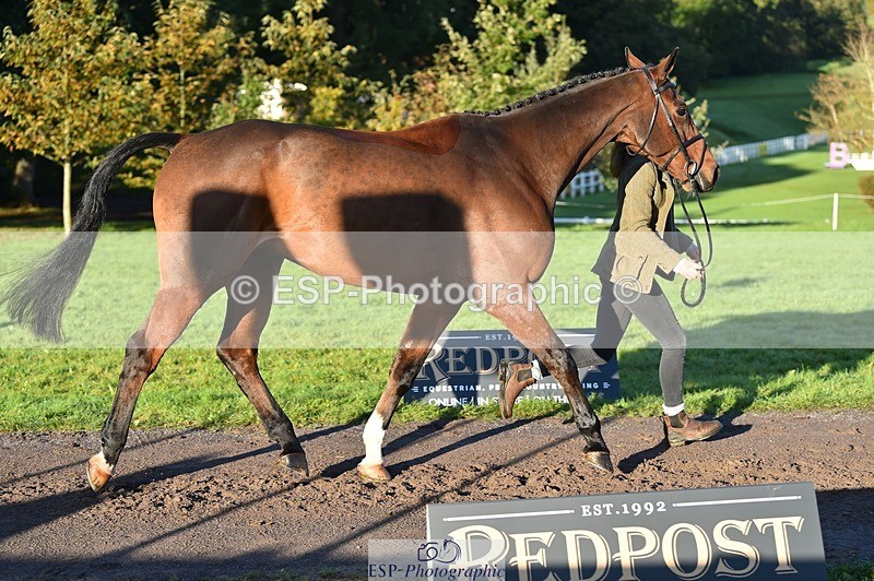 231022-091414-21638 - 605-SPORTSFIELD.U2-Katie.Corbin-TrotUp+SJ